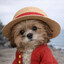 Monkey D Luffy