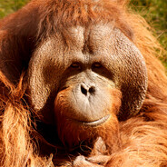 ORANGUT4N avatar