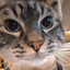 Ripsley