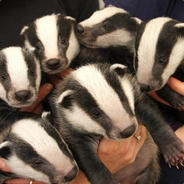 A Fist Full of Badgers