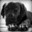 Cane Corso (AUT)