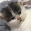 BURI-CAT