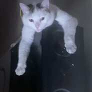 Avatar snapshot