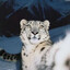Snow leopard