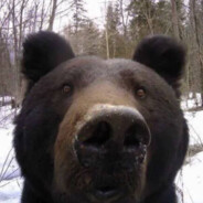 Капитан мошонка