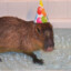 Capybarich