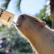 カピオカ Capyoka