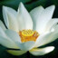 White Lotus ❀❀❀