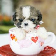 全屋智能设计师Jackson