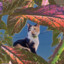 gattto