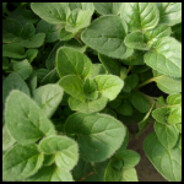 Infinite Oregano