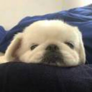 派大星的海洋裤