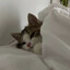 Eliiycat