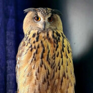 西伯利亚大肥鸡yolka