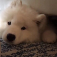 胡同里的白月光蠢蠢