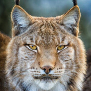 thelynx avatar