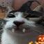 Mrmeowster
