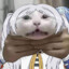 Gwyndolin