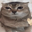 Trump Put A 70% Tariff On Ts Cat