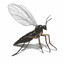 ValTheGnat