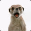 Meerkat