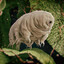 immortal jellybean