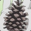 pinecone-kun