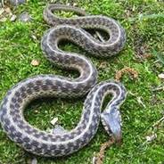 SlitheryLil'SneakySnake