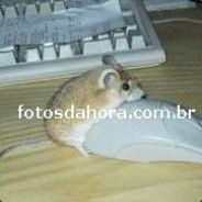 ratinho