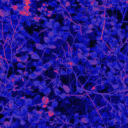 猫薄荷也是薄荷