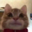 Catbottle