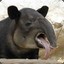 SampleTapir