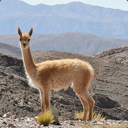 bolillo