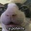 pepo-