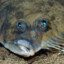 flounder