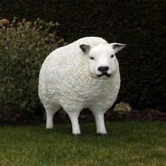 Sheep