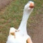 holyGoose