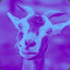 .Purple_Goat.