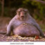 gluttonous ape