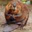 Beaver