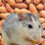 peanut_rat