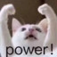 Power cat