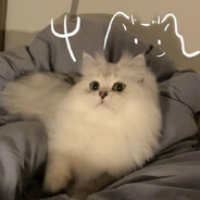 吃鱼的猫（我要成为黑客高手！！）