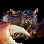 MagicalFruitBasket avatar