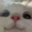 Meow