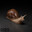 GrandSnail