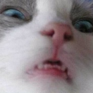 Gato_Mistico