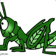 Grasshopper
