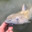 Catfish Water