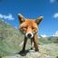 High Fox